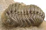 Pustulous Morocops Spinifer Trilobite With Two Gerastos #230505-2